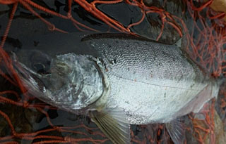 ǐ@TcL}X@2014N512@35cm