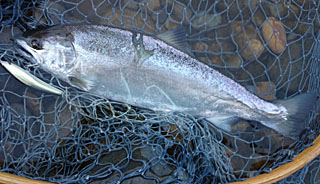 ǐ@TcL}X@2014N515@37cm