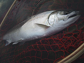 ǐ@TcL}X@2014N525@40cm