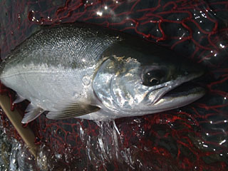 ǐ@TcL}X@2014N53@39cm