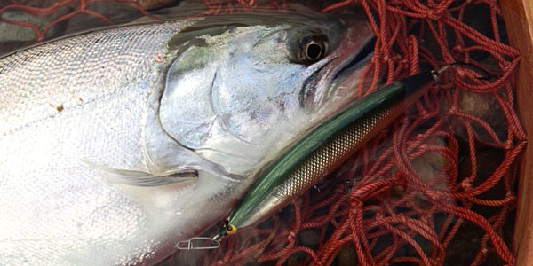 ǐ@TcL}X@iK}X@ǃ}X@2013N@މʁ@C[W