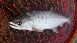 ǐ@TcL}X@2015N428@35cm