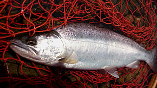 ǐ@TcL}X@2015N428@36cm