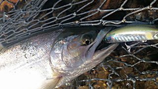 ǐ@TcL}X@2015N510@36cm