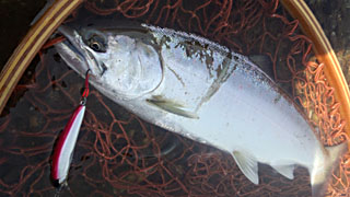 ǐ@TcL}X@2015N510@37cm