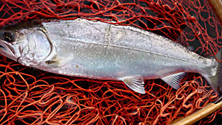 ǐ@TcL}X@2015N511@35.3cm