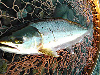 ǐ@TcL}X@2015N513@37cm