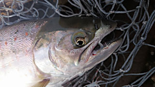 ǐ@TcL}X@2015N515@37cm