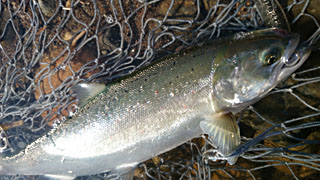 ǐ@TcL}X@2015N522@33cm