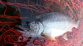 ǐ@TcL}X@2015N56@35cm