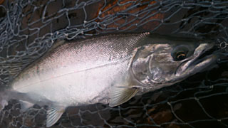 ǐ@TcL}X@2015N59@35cm