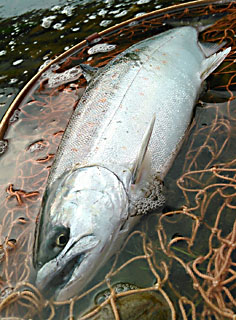 ǐ@TcL}X@2015N59@40cm