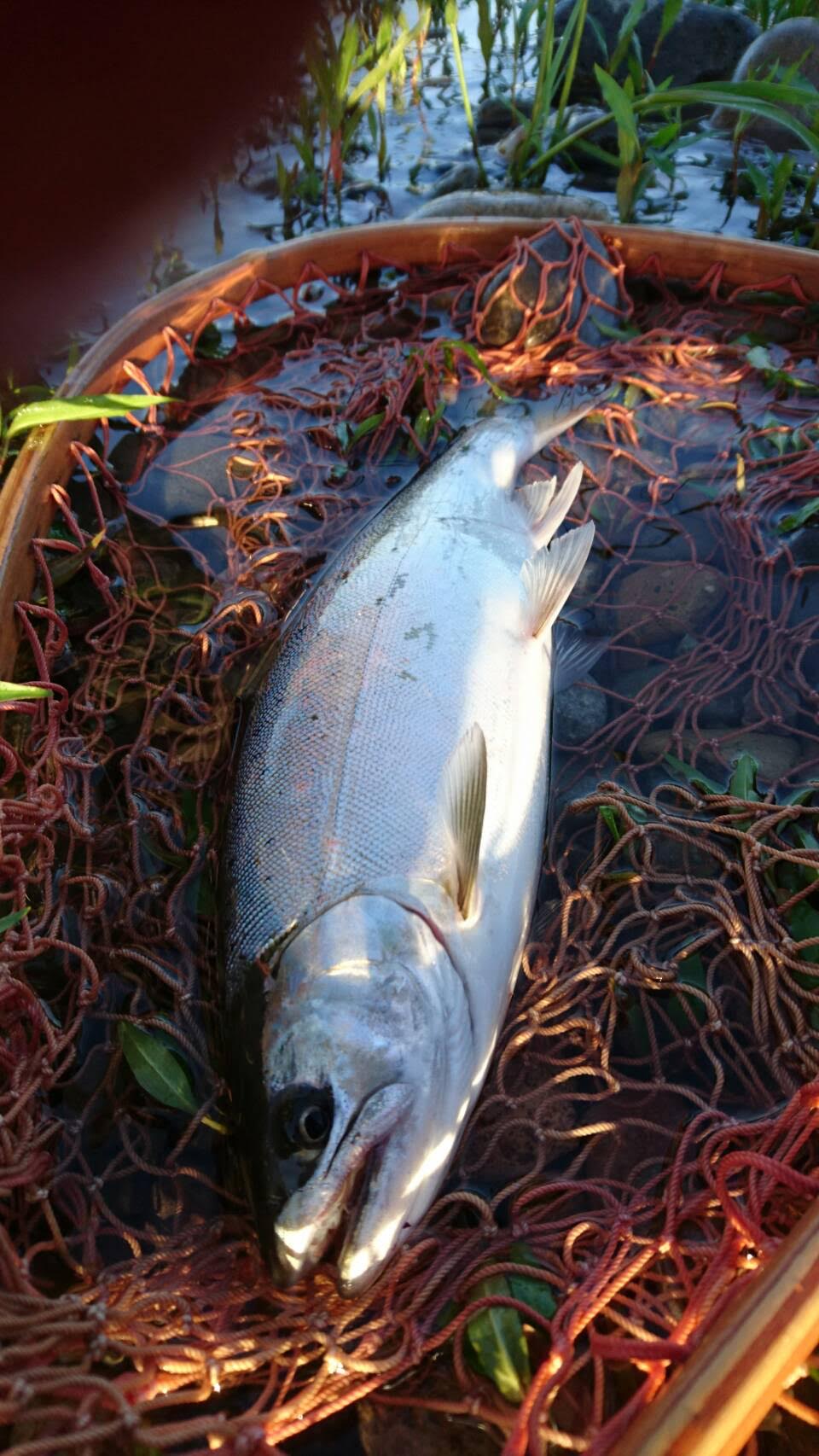 ǐ@TcL}X@2015N428@35cm