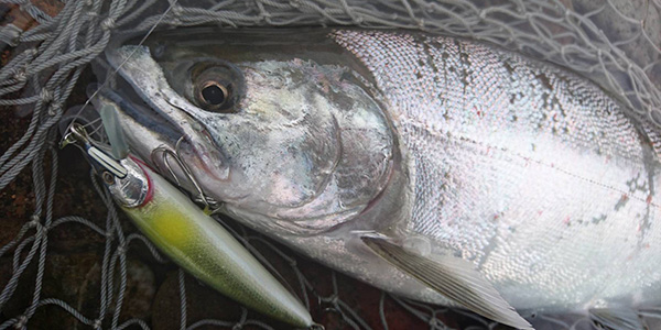 ǐ@TcL}X@iK}X@ǃ}X@2015N@މʁ@C[W