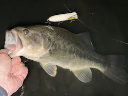 Bass Oreno All White