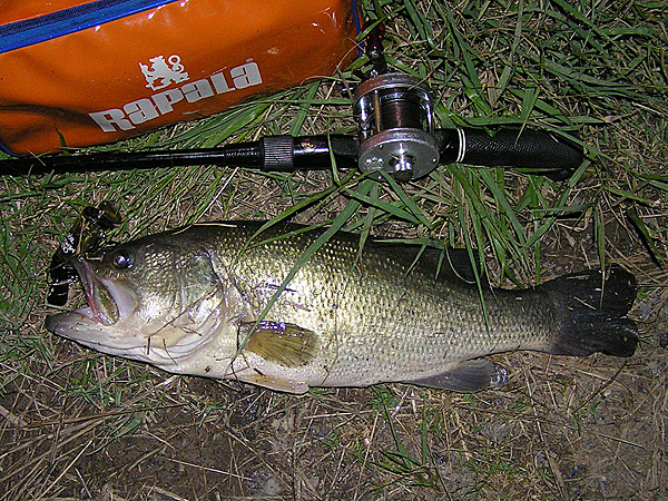 Top WaterBass Fishing Favorite b݂肵̃oXtBbVO