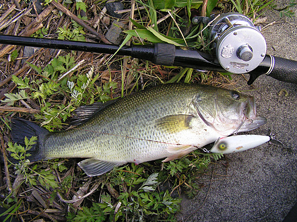 Top WaterBass Fishing Favorite b݂肵̃oXtBbVO