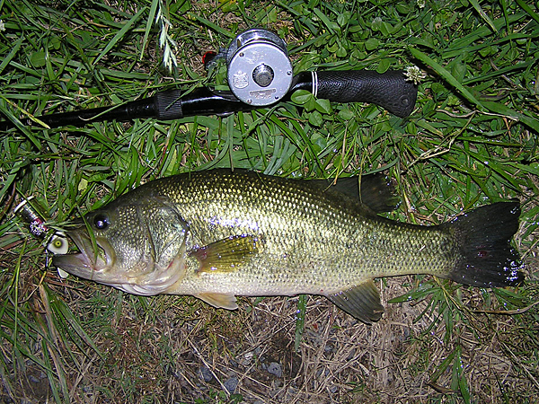 Top WaterBass Fishing Favorite b݂肵̃oXtBbVO