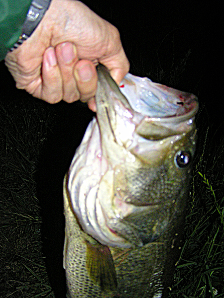 Top WaterBass Fishing Favorite b݂肵̃oXtBbVO