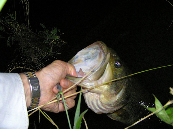 Top WaterBass Fishing Favorite b݂肵̃oXtBbVO