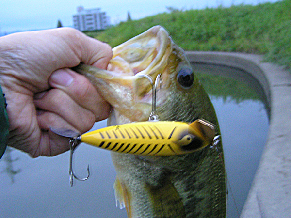 Top WaterBass Fishing Favorite b݂肵̃oXtBbVO