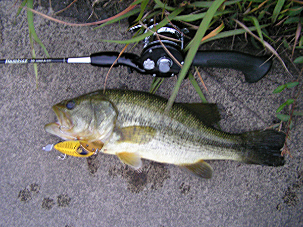 Top WaterBass Fishing Favorite b݂肵̃oXtBbVO