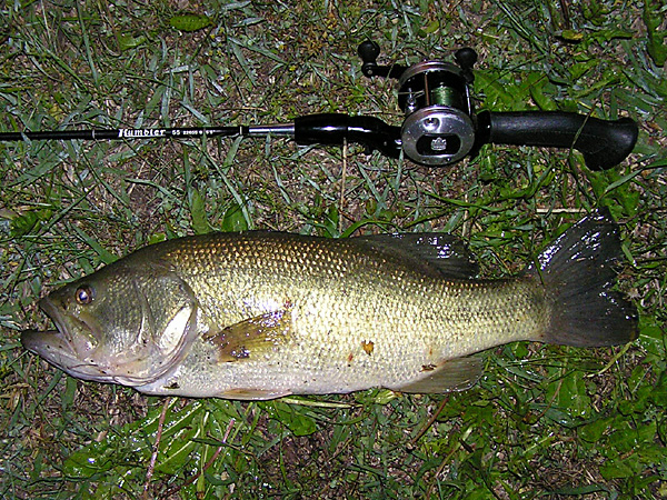 Top WaterBass Fishing Favorite b݂肵̃oXtBbVO