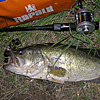 Top Water Old Lure Bass Fishing Favorite bI[hA[@݂肵̃oXtBbVO@܎O@52cm