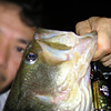 Top Water Old Lure Bass Fishing Favorite bI[hA[@݂肵̃oXtBbVO@i΁@oXJ[53cm