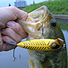 Top Water Old Lure Bass Fishing Favorite bI[hA[@݂肵̃oXtBbVO@i΁@oXJ[53cm