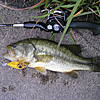 Top Water Old Lure Bass Fishing Favorite bI[hA[@݂肵̃oXtBbVO@i΁@oXJ[53cm