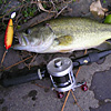 Top Water Old Lure Bass Fishing Favorite bI[hA[@݂肵̃oXtBbVO@t@bgvE_[