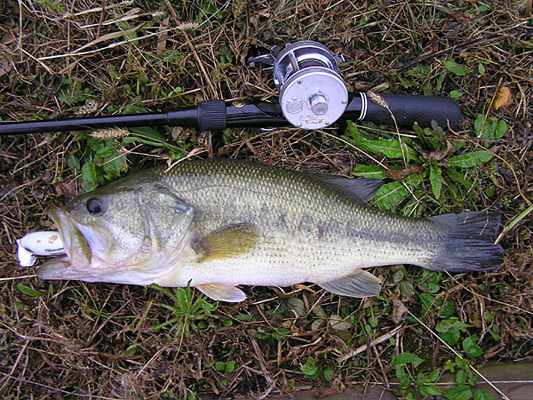 Top WaterBass Fishing Favorite b݂肵̃oXtBbVO