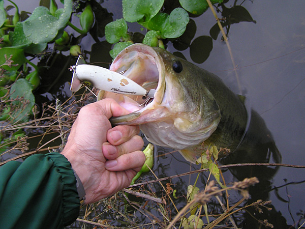 Top WaterBass Fishing Favorite b݂肵̃oXtBbVO