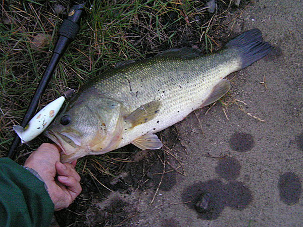 Top WaterBass Fishing Favorite b݂肵̃oXtBbVO