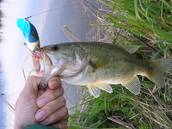 Top WaterBass Fishing Favorite b݂肵̃oXtBbVO