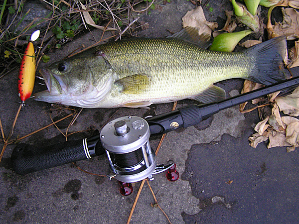 Top WaterBass Fishing Favorite b݂肵̃oXtBbVO