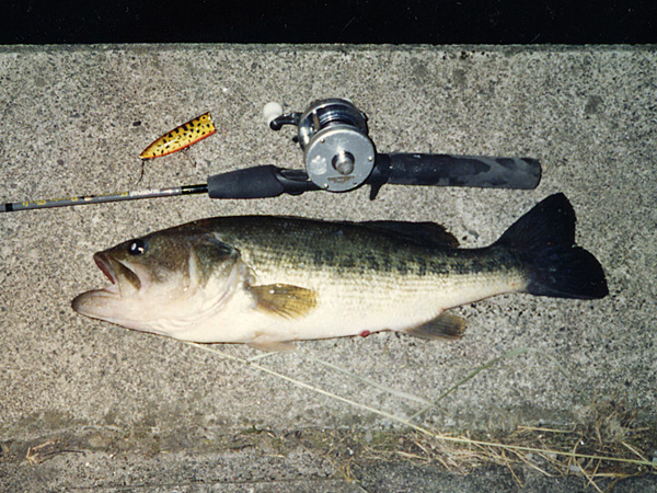 Top WaterBass Fishing Favorite b݂肵̃oXtBbVO