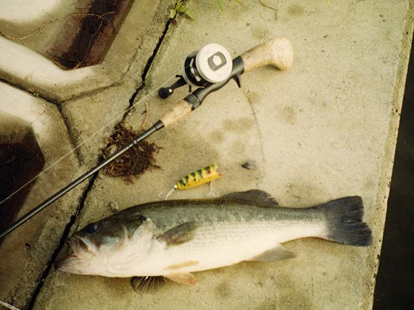 Top WaterBass Fishing Favorite b݂肵̃oXtBbVO