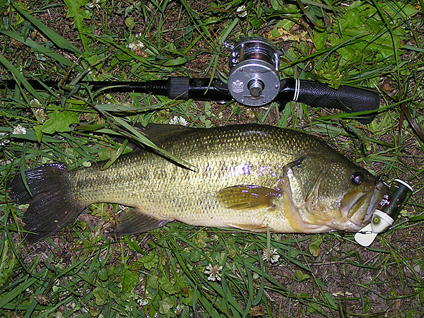 Top WaterBass Fishing Favorite b݂肵̃oXtBbVO