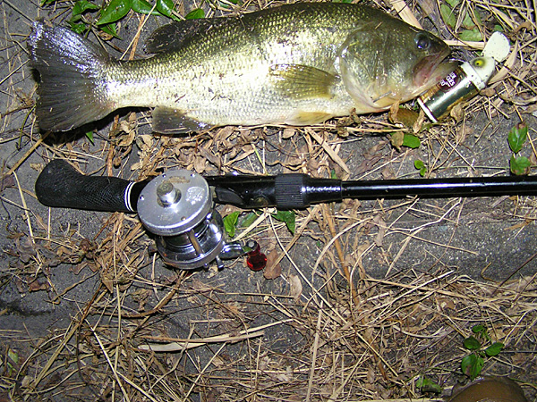 Top WaterBass Fishing Favorite b݂肵̃oXtBbVO