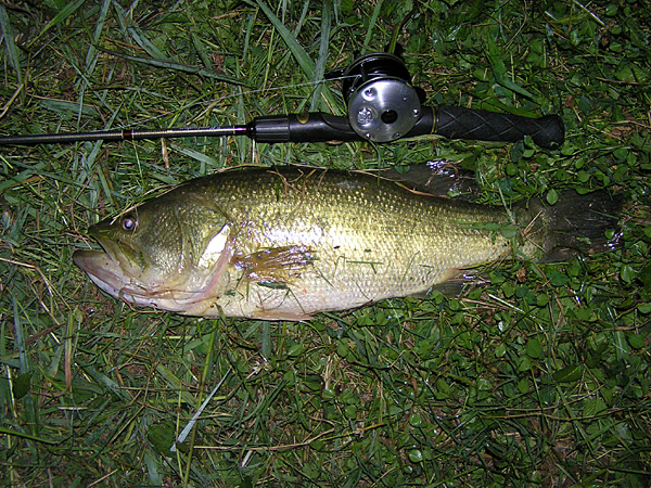 Top WaterBass Fishing Favorite b݂肵̃oXtBbVO