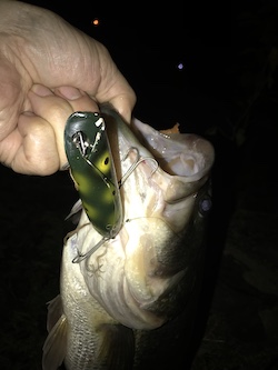 Bass Oreno Frog
