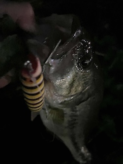 with Bomber Jerk Bait Bee color