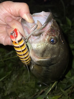 with Bomber Jerk Bait Bee color