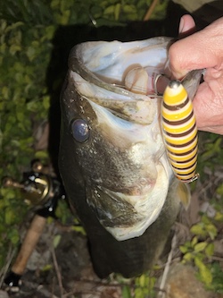 Big one with Bomber Jerk Bait Bee color