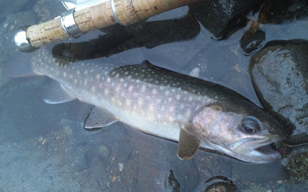 Fly Fishing Favorite bhCtC@򕌂̟̊⋛