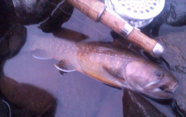 Fly Fishing Favorite bhCtC@򕌂̟̊⋛