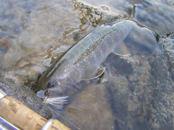 Fly Fishing Favorite bhCtC@򕌂̟̊⋛