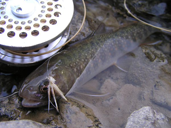 Fly Fishing Favorite bhCtC@򕌂̟̊⋛